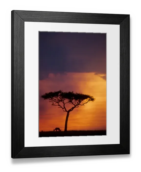 Framed Print : Kenya. Masai Mara National Park, Sunset Framed Print : Kenya. Masai Mara National Park, Sunset