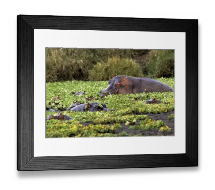 Framed Print : Africa, Kenya Framed Print : Africa, Kenya