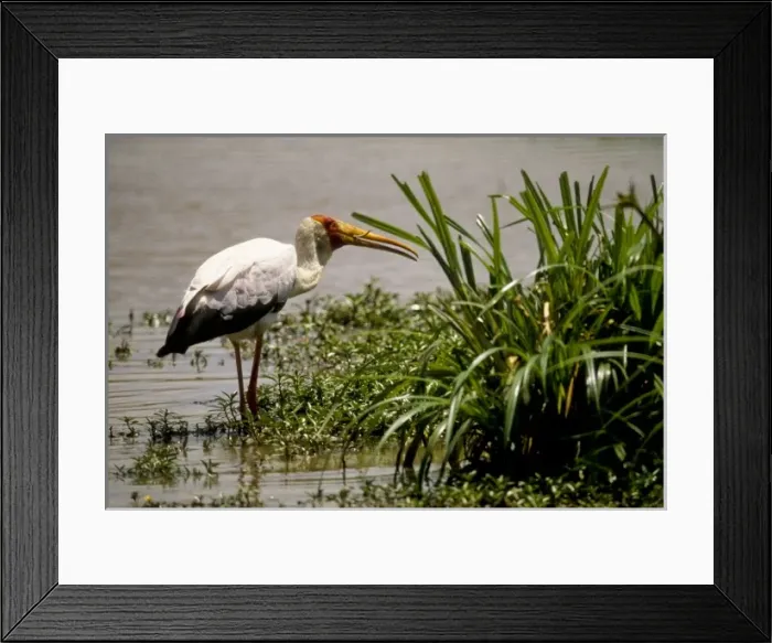 Framed Print : Kenya. Masai Mara, Yellowbilled stork (Ibis ibis) eating its catch Framed Print : Kenya. Masai Mara, Yellowbilled stork (Ibis ibis) eating its catch