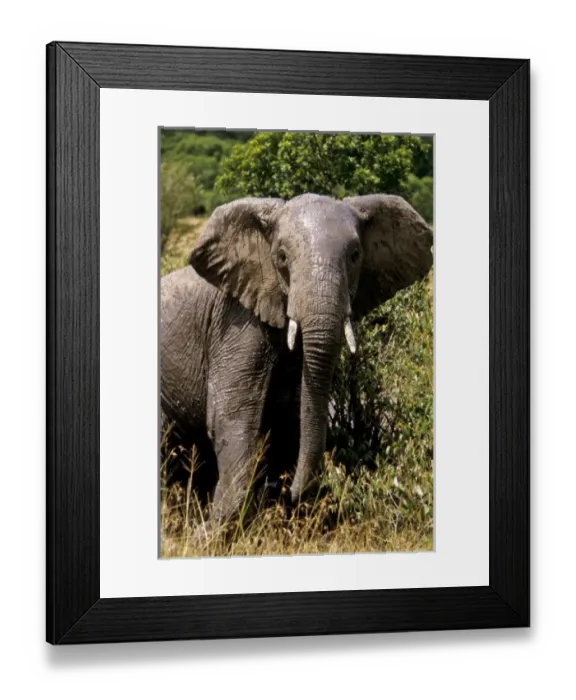 Framed Print : Africa, Kenya Framed Print : Africa, Kenya