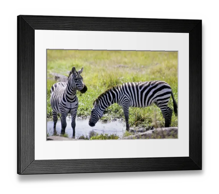 Framed Print : Kenya, Masai Mara National Reserve. Pair of Burchells zebra (Equus burchelli) Framed Print : Kenya, Masai Mara National Reserve. Pair of Burchells zebra (Equus burchelli)