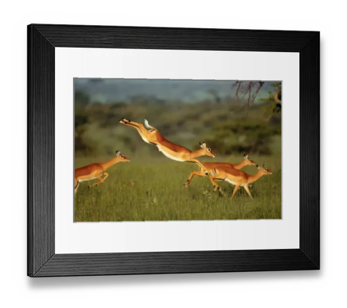 Framed Print : Impala, Aepyceros melampus, Mara River, Kenya Framed Print : Impala, Aepyceros melampus, Mara River, Kenya