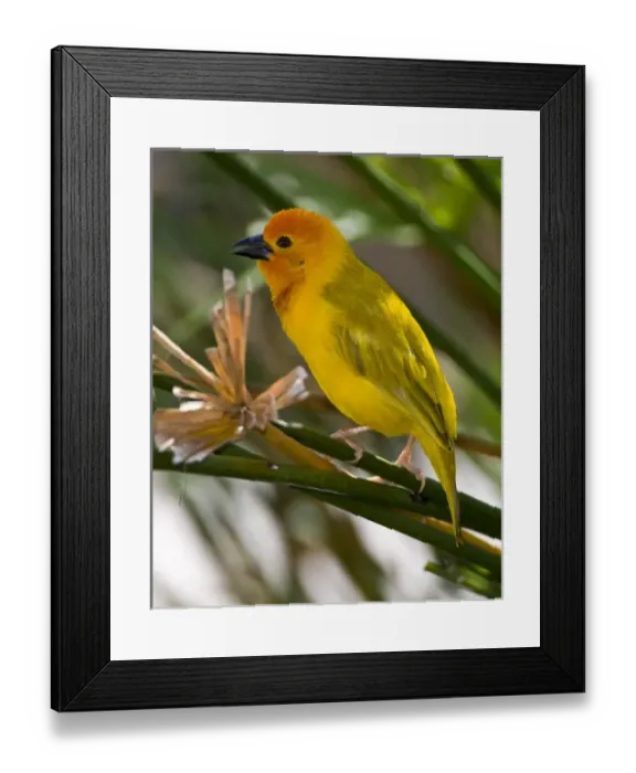 Framed Print : Africa, Kenya