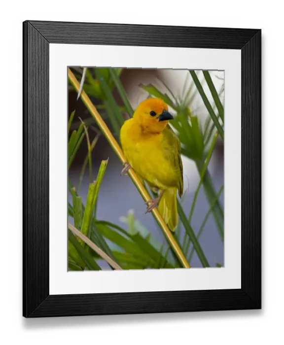 Framed Print : Africa, Kenya Framed Print : Africa, Kenya