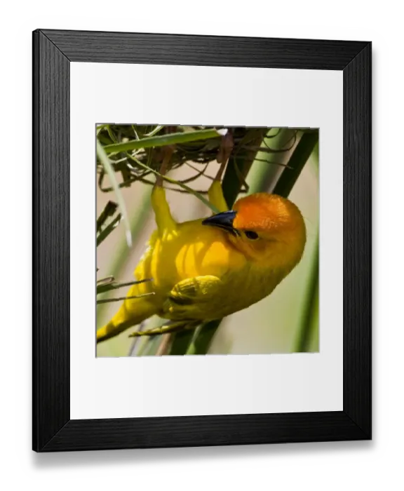 Framed Print : Africa, Kenya Framed Print : Africa, Kenya