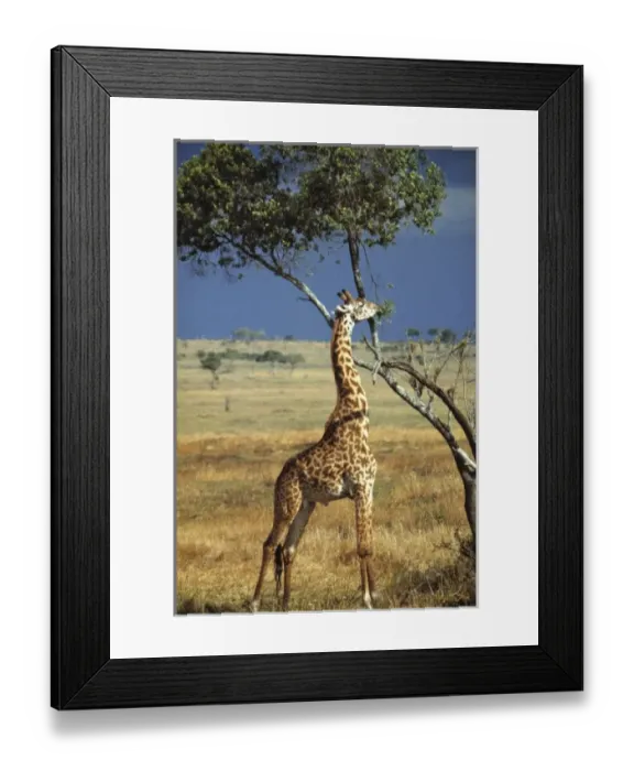 Framed Print : Africa, Kenya, Amboseli NP. A stately Masai, or Common, giraffe eats lunch on Framed Print : Africa, Kenya, Amboseli NP. A stately Masai, or Common, giraffe eats lunch on