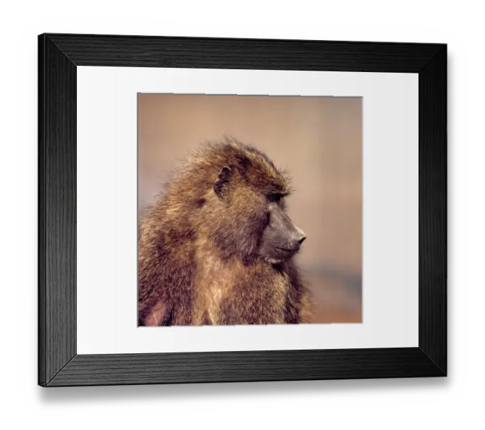Framed Print : Africa, Kenya, Aberdare NP. A female olive baboon gives a profile pose at Tree Tops Framed Print : Africa, Kenya, Aberdare NP. A female olive baboon gives a profile pose at Tree Tops