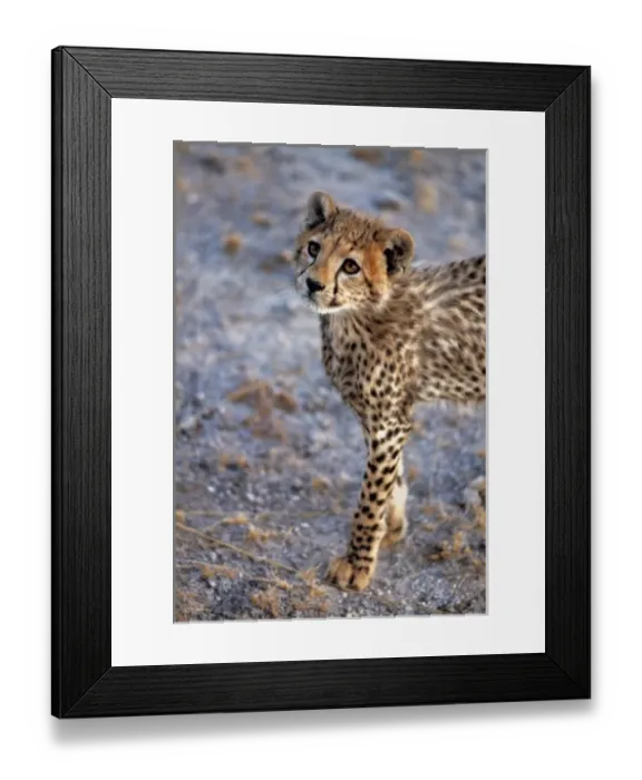 Framed Print : Africa, Kenya, Amboseli NP. A cheetah cub stands still, for just a moment, in Amboseli Framed Print : Africa, Kenya, Amboseli NP. A cheetah cub stands still, for just a moment, in Amboseli