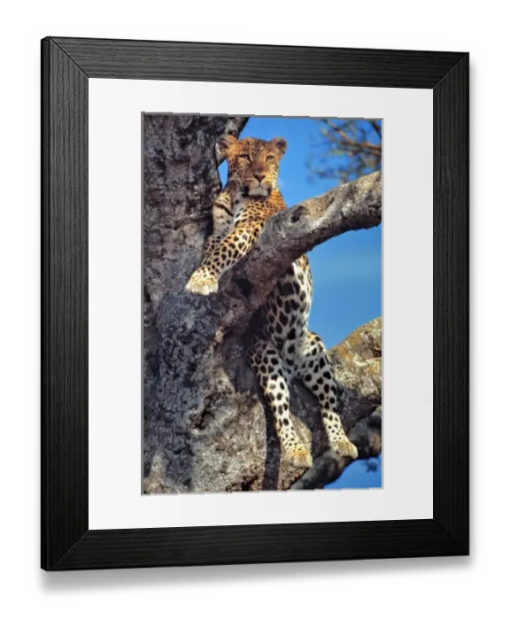 Framed Print : Africa, Kenya, Masai Mara NR. A watchful leopard rests in a tree in Masai Mara National Reserve