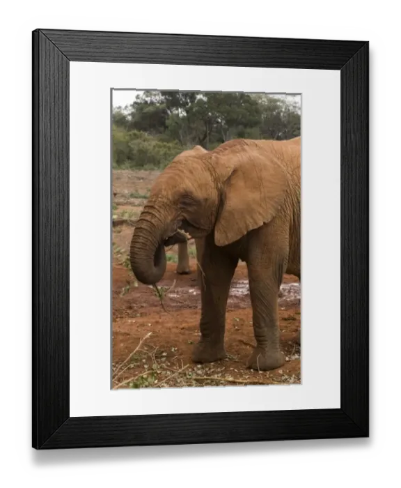 Framed Print : Kenya, Nairobi, David Sheldrick Wildlife Trust. Young elephant chopping on the leaves Framed Print : Kenya, Nairobi, David Sheldrick Wildlife Trust. Young elephant chopping on the leaves