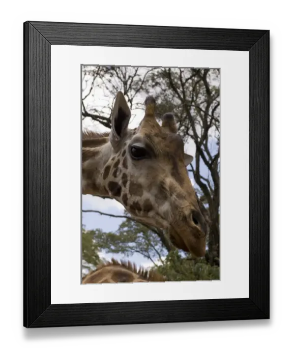 Framed Print : Rothschild Giraffe, Giraffe Center, Nairobi, Kenya. Giraffe is eating the leaves Framed Print : Rothschild Giraffe, Giraffe Center, Nairobi, Kenya. Giraffe is eating the leaves