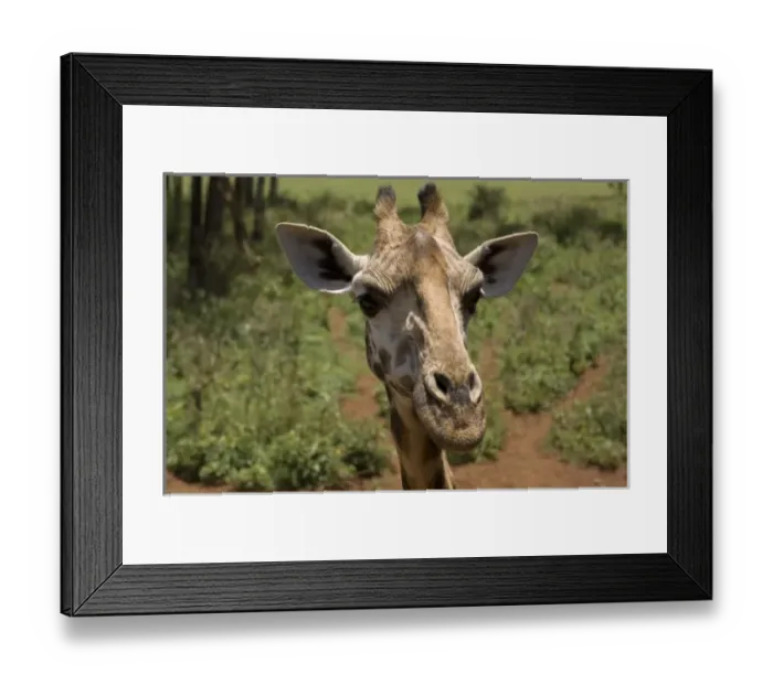 Framed Print : Africa, Kenya Framed Print : Africa, Kenya