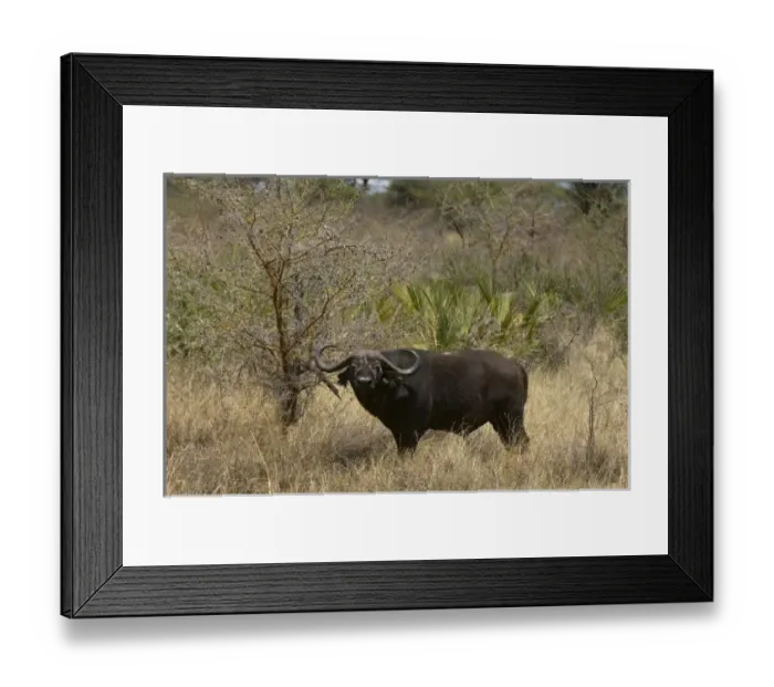 Framed Print : Africa, Kenya Framed Print : Africa, Kenya