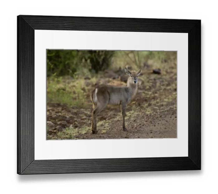 Framed Print : Africa, Kenya Framed Print : Africa, Kenya