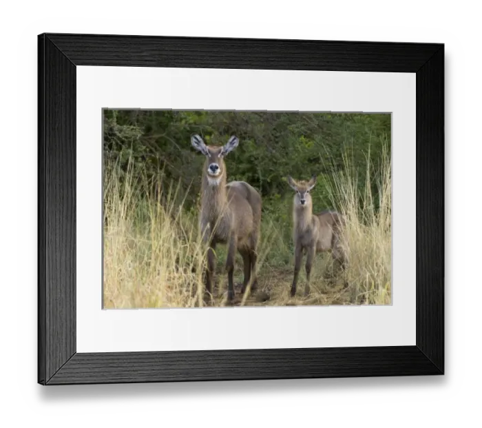 Framed Print : Africa, Kenya Framed Print : Africa, Kenya
