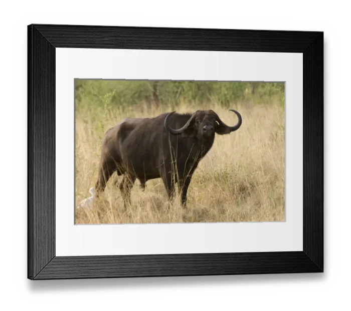 Framed Print : Africa, Kenya Framed Print : Africa, Kenya