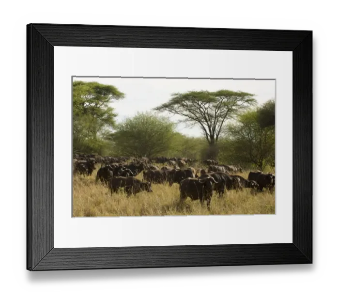 Framed Print : Africa, Kenya Framed Print : Africa, Kenya