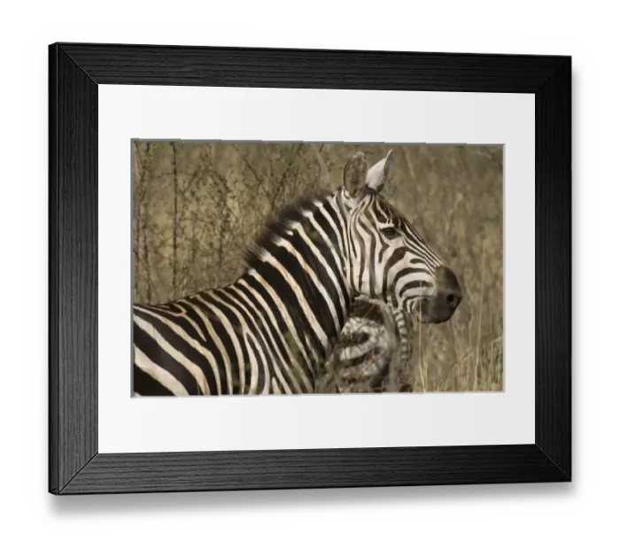 Framed Print : Africa, Kenya, Meru National Park, a portrait of a zebra Framed Print : Africa, Kenya, Meru National Park, a portrait of a zebra