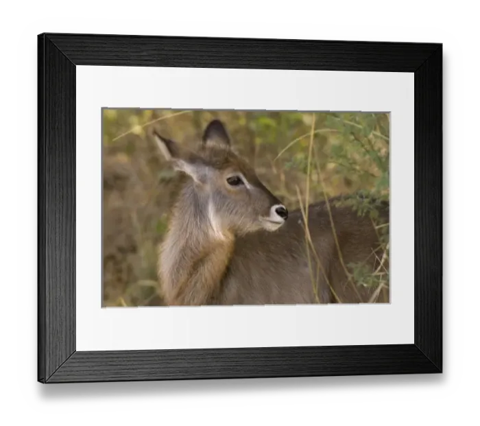 Framed Print : Africa, Kenya, Meru National Park, a female Waterbuck