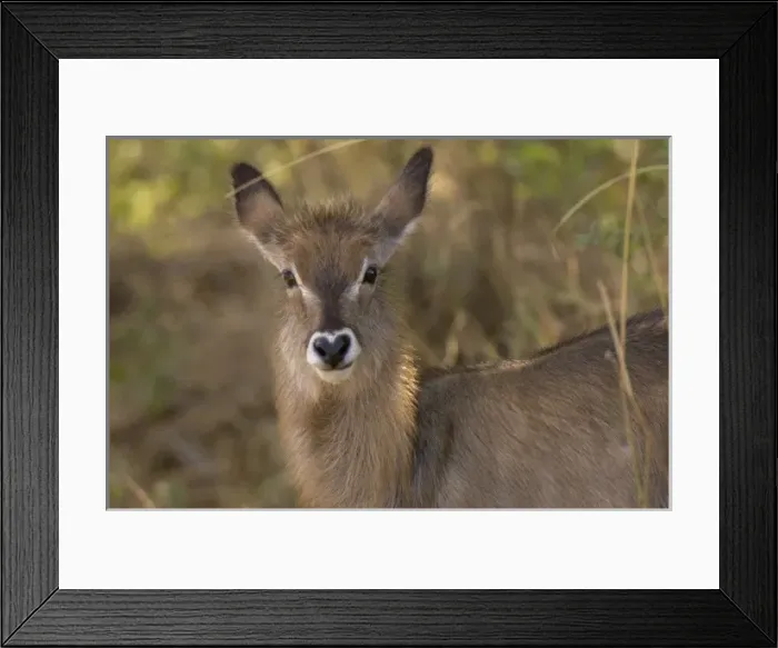 Framed Print : Africa, Kenya, Meru National Park, a female Waterbuck