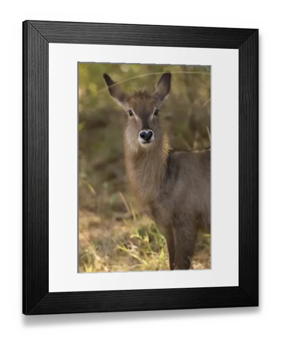Framed Print : Africa, Kenya Framed Print : Africa, Kenya