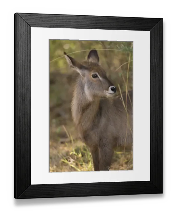 Framed Print : Africa, Kenya, Meru National Park, a female Waterbuck Framed Print : Africa, Kenya, Meru National Park, a female Waterbuck