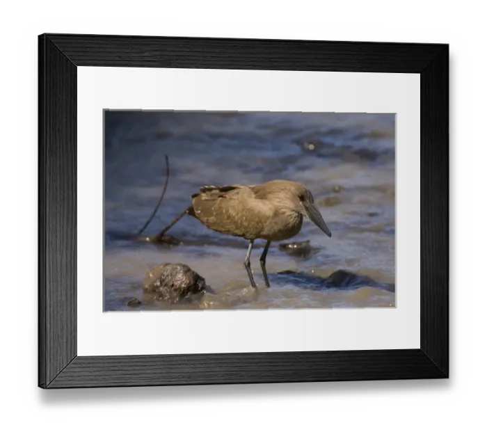 Framed Print : Africa, Kenya, Meru National Park, a Hammerhead bird Framed Print : Africa, Kenya, Meru National Park, a Hammerhead bird