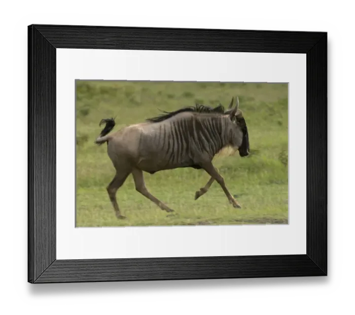 Framed Print : Africa, Kenya Framed Print : Africa, Kenya