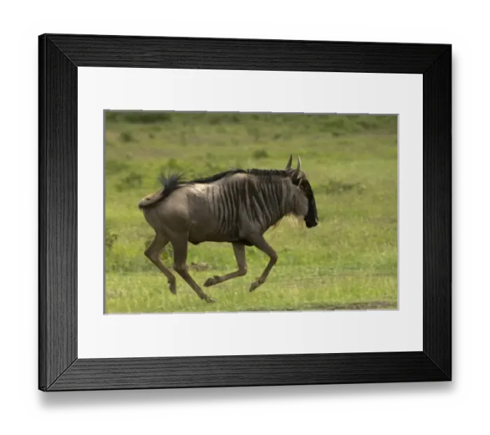 Framed Print : Wildebeest at Amboseli National Park, Kenya Framed Print : Wildebeest at Amboseli National Park, Kenya