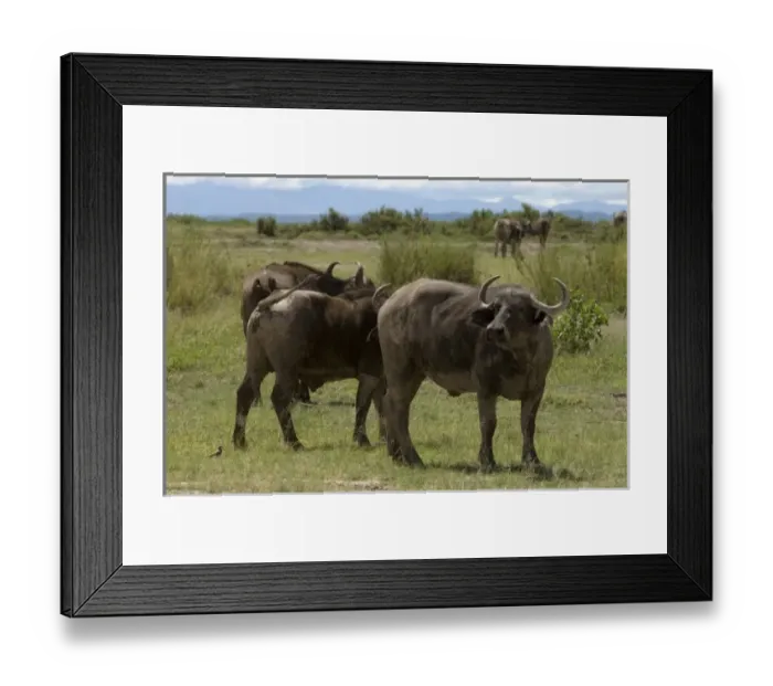Framed Print : Africa, Kenya Framed Print : Africa, Kenya