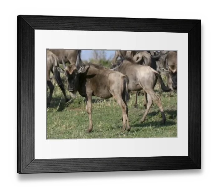Framed Print : Africa, Kenya Framed Print : Africa, Kenya