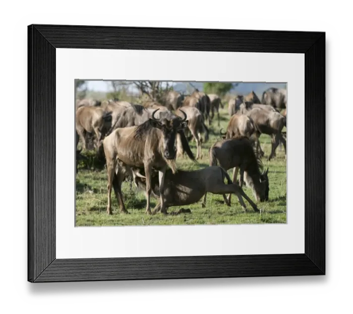 Framed Print : Africa, Kenya Framed Print : Africa, Kenya