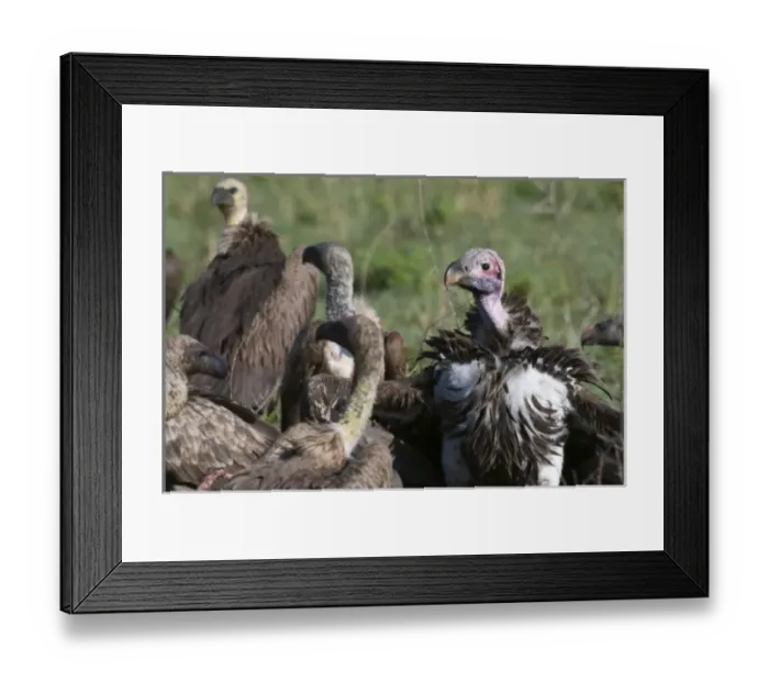 Framed Print : Lapped-faced Vulture (Torgos tracheliotus), Masai Mara National Reserve, Kenya