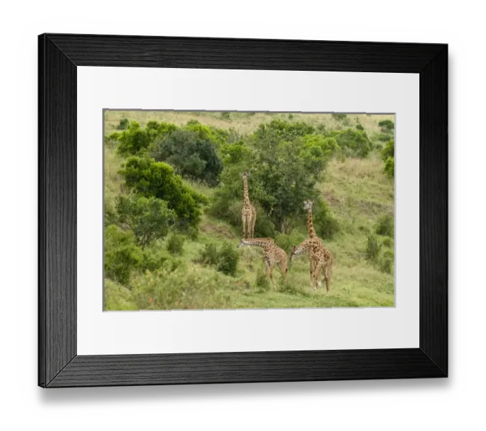 Framed Print : Africa, Kenya Framed Print : Africa, Kenya