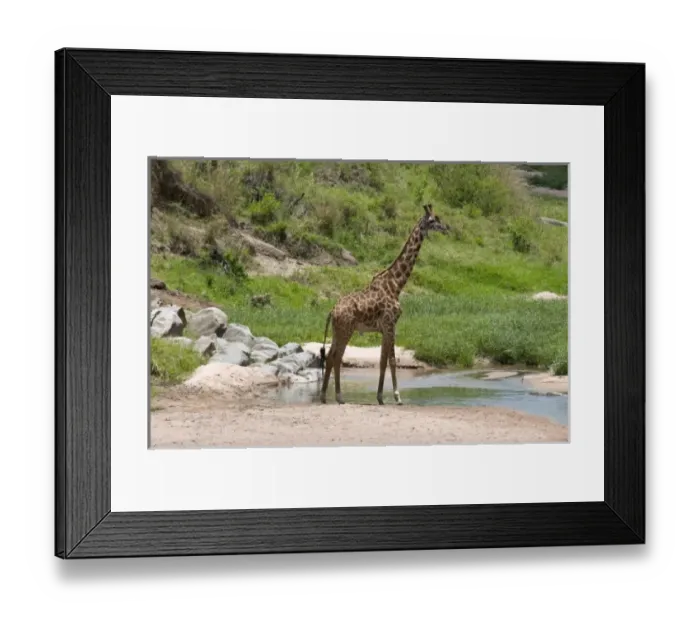Framed Print : Unknown. Masai Giraffe (Giraffa camelopardalis), Masai Mara National Reserve, Kenya