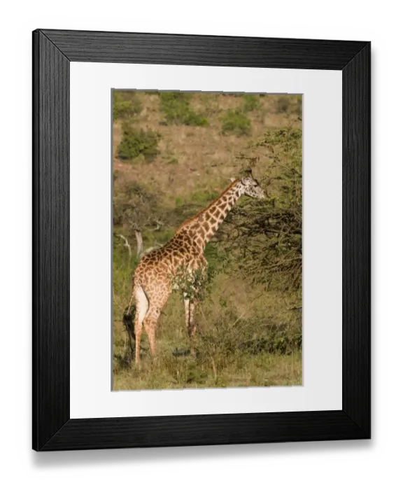 Framed Print : Africa, Kenya Framed Print : Africa, Kenya