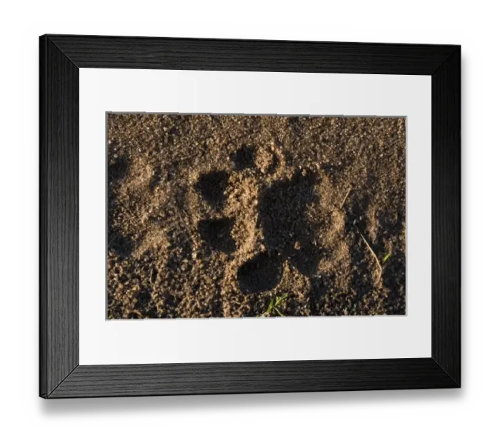 Framed Print : Lion track (Panthera leo), Masai Mara National Reserve, Kenya