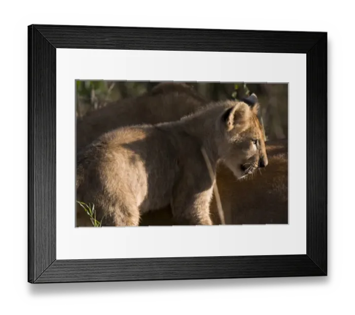 Framed Print : Africa, Kenya Framed Print : Africa, Kenya