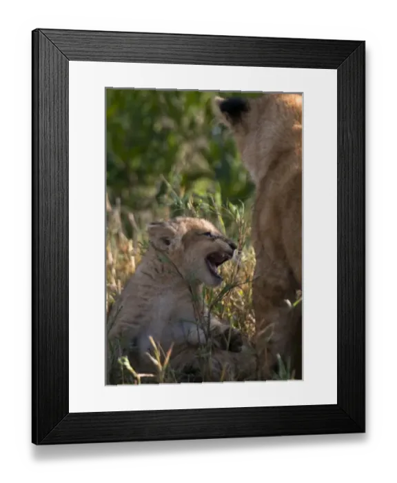 Framed Print : Africa, Kenya Framed Print : Africa, Kenya