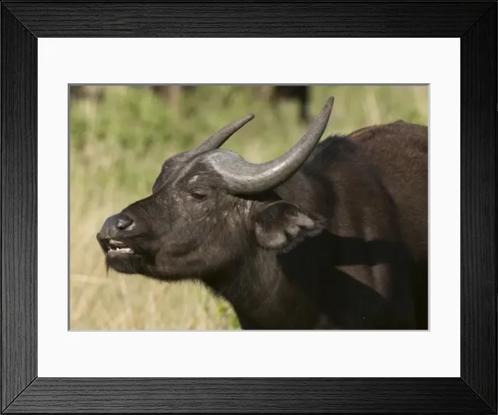 Framed Print : Africa, Kenya Framed Print : Africa, Kenya