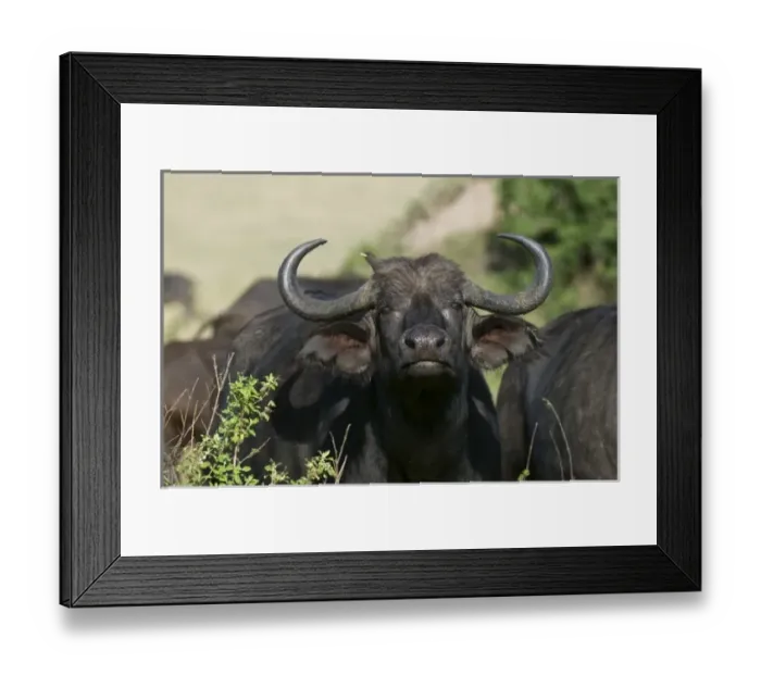 Framed Print : Cape Buffalo (Syncerus caffer), Masai Mara National Reserve, Kenya