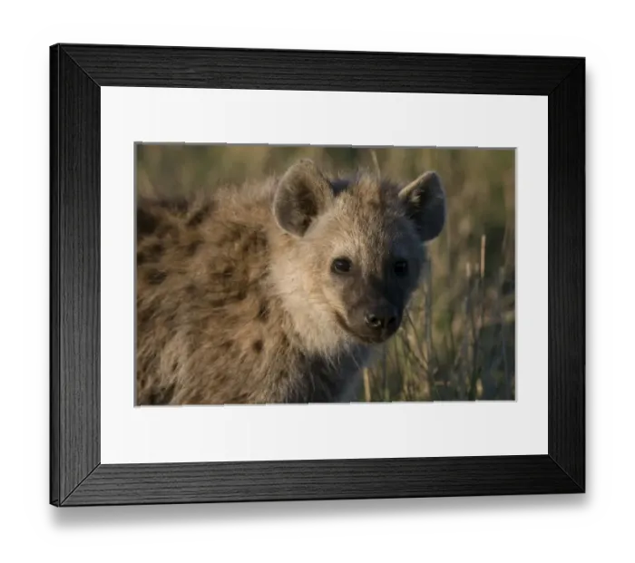 Framed Print : Spotted Hyaena cub (Crocuta crocuta), Masai Mara National Reserve, Kenya