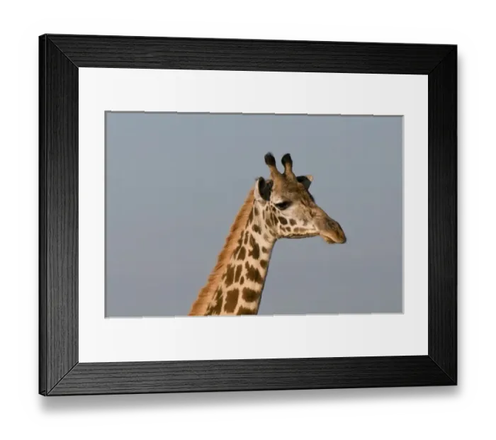 Framed Print : Masai Giraffe (Giraffa camelopardalis), Masai Mara National Reserve, Kenya Framed Print : Masai Giraffe (Giraffa camelopardalis), Masai Mara National Reserve, Kenya