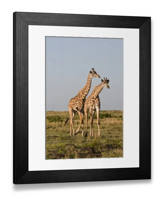 Framed Print : Masai Giraffe (Giraffa camelopardalis), Masai Mara National Reserve, Kenya Framed Print : Masai Giraffe (Giraffa camelopardalis), Masai Mara National Reserve, Kenya