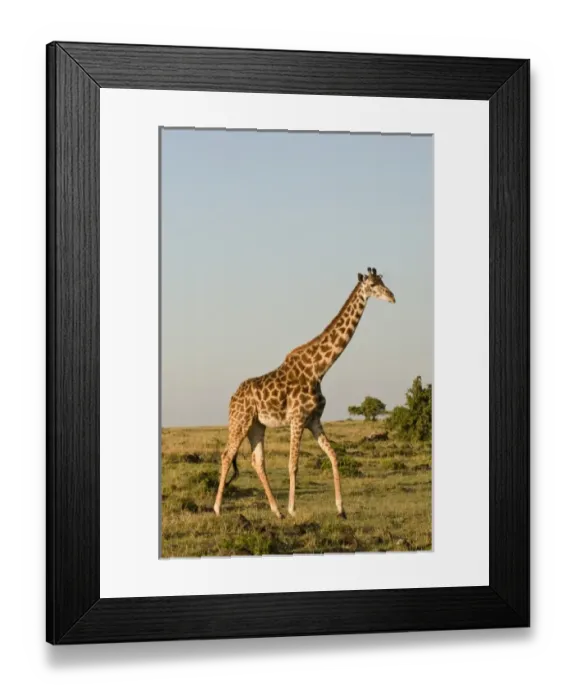 Framed Print : Masai Giraffe (Giraffa camelopardalis), Masai Mara National Reserve, Kenya