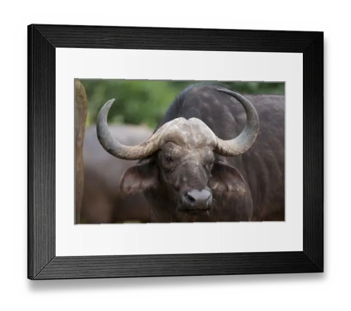 Framed Print : Cape Buffalo (Syncerus caffer), Samburu National Park, Kenya Framed Print : Cape Buffalo (Syncerus caffer), Samburu National Park, Kenya