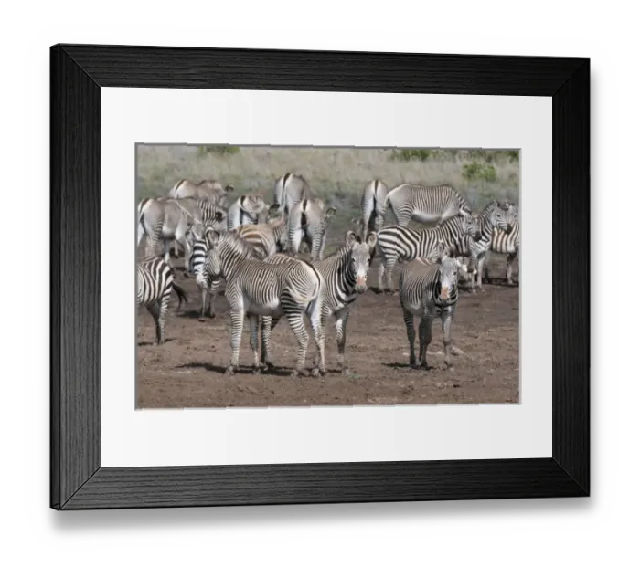 Framed Print : Common and Grevys Zebras (Equus quagga and Equus grevyi), Loisaba Wilderness Conservancy Framed Print : Common and Grevys Zebras (Equus quagga and Equus grevyi), Loisaba Wilderness Conservancy