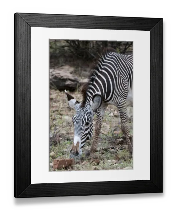 Framed Print : Africa, Kenya Framed Print : Africa, Kenya
