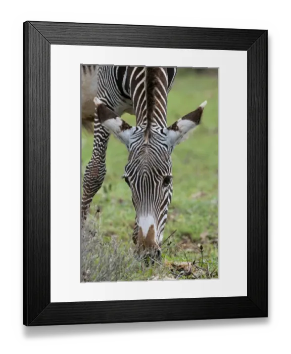 Framed Print : Grevys Zebra (Equus grevyi), Samburu National Park, Kenya Framed Print : Grevys Zebra (Equus grevyi), Samburu National Park, Kenya