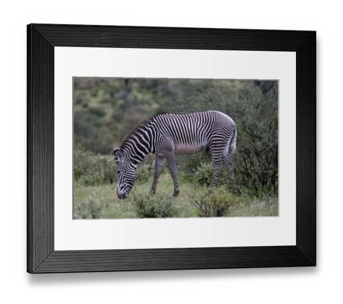 Framed Print : Grevys Zebra (Equus grevyi), Samburu National Park, Kenya Framed Print : Grevys Zebra (Equus grevyi), Samburu National Park, Kenya